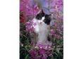 Persian x Norwegian Forest Kitten (£120). Gorgeous....