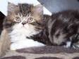 PEDIGREE PERSIAN KITTENS. Persian kittens for sale,  9....