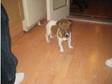 femal jack russell (£170). jack russell female 7 months....