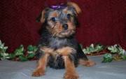 Charning Yorkshire Terrier Puppies For Sale