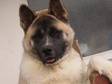 Akita Puppy Akita Male 27 Weeks Old.Kc Reg, Looking for....