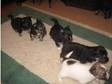 puppys for sale (£410). five puppys for sale father is a....