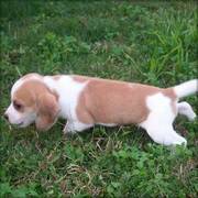 Friendly and healthy Beagle puppy for adoption