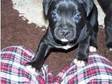 Staffordshire Bull Terrier Puppies (£250). i HAVE 4....