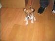 miniture jack russell (£210). minture jack russell puppy....