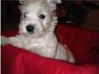 Adorable West Highland Terrier Pups (£450). An adorable....