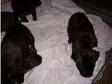 staffordshire bull terrier puppies (£250). i have a....