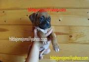 top quality Boxer puppy