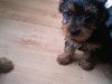 Minature Yorkshire Terrier Boys and Girls