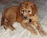 Lovely golden doodle puppies are ready for sale