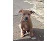 Stunning 3 Month Old Male Staph cross. I am looking for....