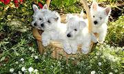 Supar Icon West Highland White Terrier Puppies for Sale