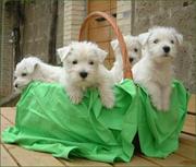 Mami Water West Highland White Terrier Puppies for Sale