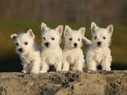 Cool Nice West Highland White Terrier Puppies for Sale