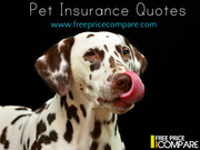 Cheapest Pet Insurance UK