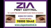 Bed Bugs Control | 100% result | Pest control treatment | Residence | 